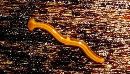 Picture 2 of Animals that are capable of being