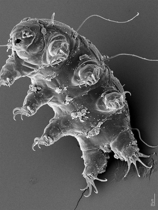 Picture 3 of Animals that are capable of being