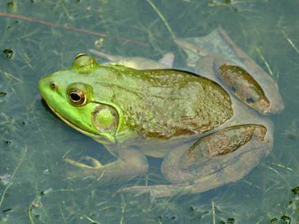 Picture 4 of Animals that are resistant to poison