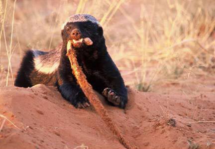 Picture 5 of Animals that are resistant to poison