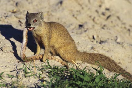 Picture 6 of Animals that are resistant to poison
