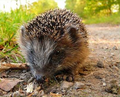 Picture 7 of Animals that are resistant to poison