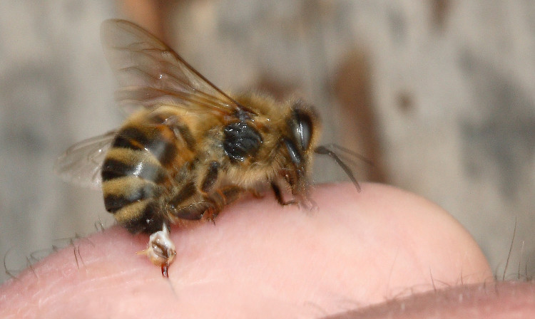 Picture 2 of Animals that bring health to humans