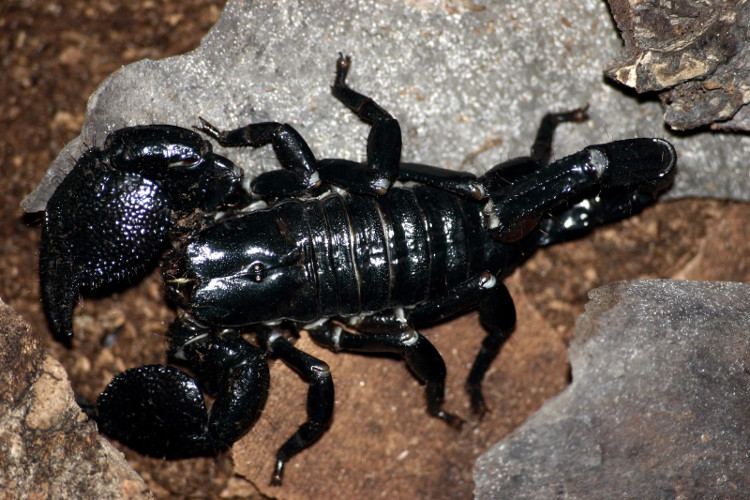 Picture 3 of Animals that bring health to humans