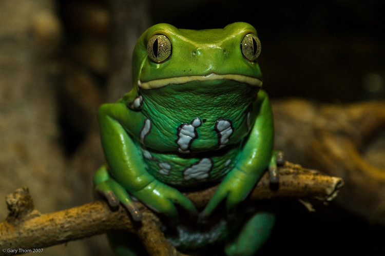 Picture 4 of Animals that bring health to humans
