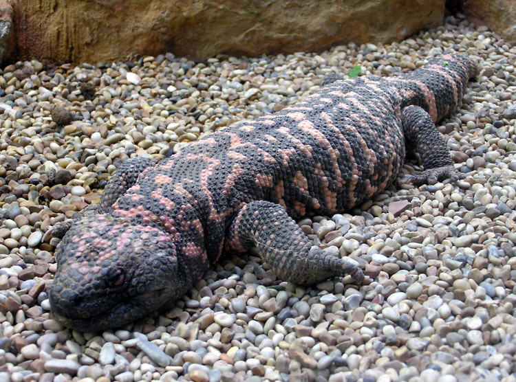 Picture 5 of Animals that bring health to humans