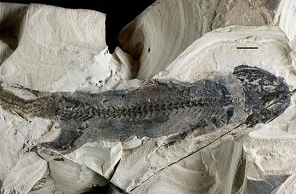 Animals that can 're-grow limbs' appear 300 million years ago