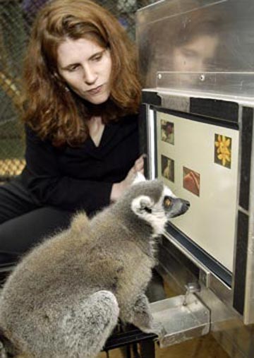 Picture 6 of Animals that count