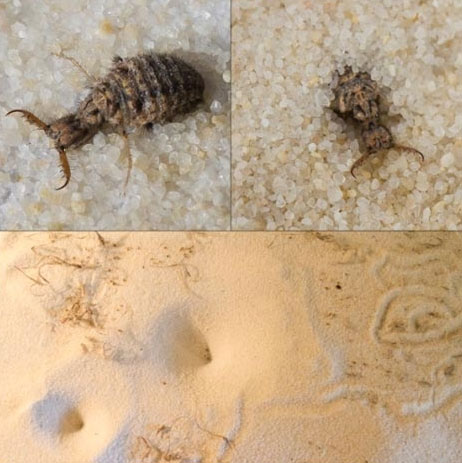 Picture 5 of Animals that live in the moon cycle
