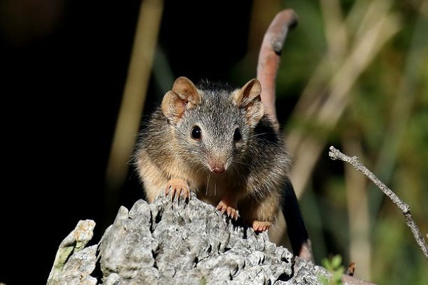 Picture 1 of Animals wait for their whole life to be 'one night' ... and die