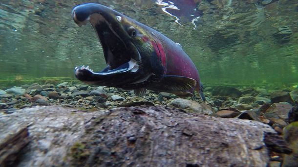 Picture 3 of Animals wait for their whole life to be 'one night' ... and die