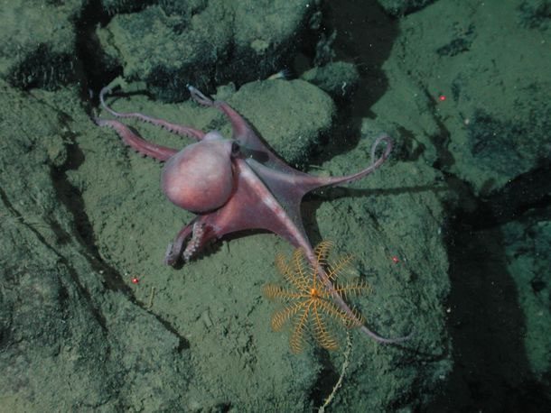 Picture 4 of Animals wait for their whole life to be 'one night' ... and die