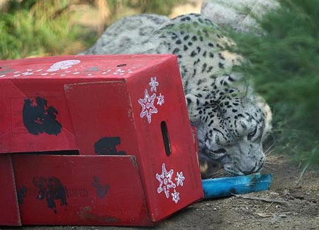 Picture 10 of Animals welcome Christmas
