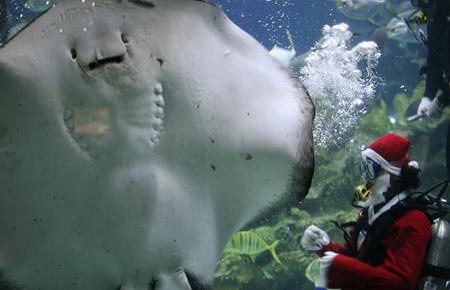Picture 8 of Animals welcome Christmas
