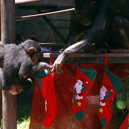 Picture 9 of Animals welcome Christmas