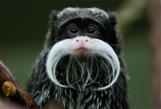 Picture 4 of Animals with strange mustaches