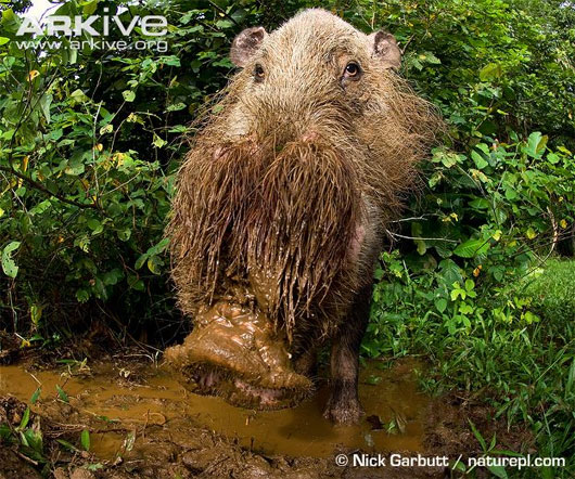 Picture 5 of Animals with strange mustaches