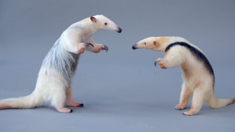 Picture 1 of Animals with strong claws smash ice and stink 4 times as skunks