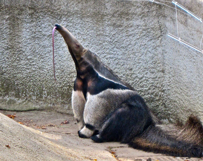 Picture 2 of Animals with strong claws smash ice and stink 4 times as skunks