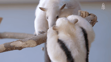 Picture 3 of Animals with strong claws smash ice and stink 4 times as skunks