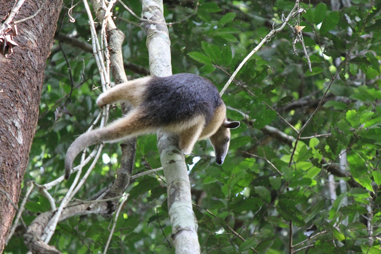 Picture 4 of Animals with strong claws smash ice and stink 4 times as skunks