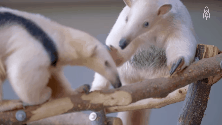 Picture 5 of Animals with strong claws smash ice and stink 4 times as skunks