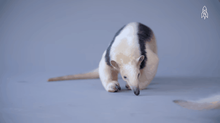 Picture 7 of Animals with strong claws smash ice and stink 4 times as skunks
