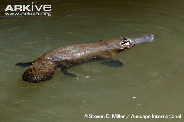 Picture 1 of Animals with tails of beaver, oversized ducklings and poisonous seal legs