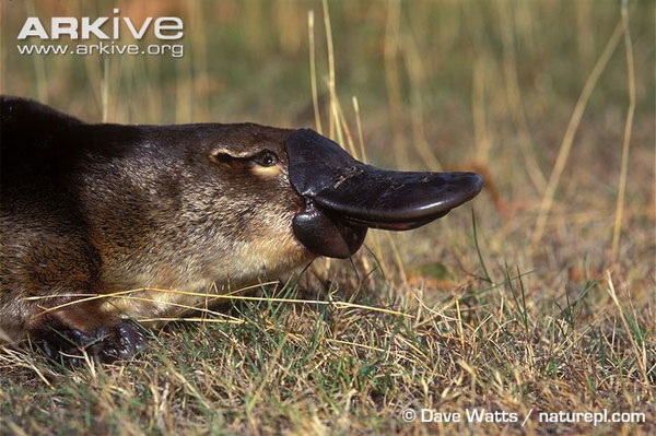 Picture 2 of Animals with tails of beaver, oversized ducklings and poisonous seal legs