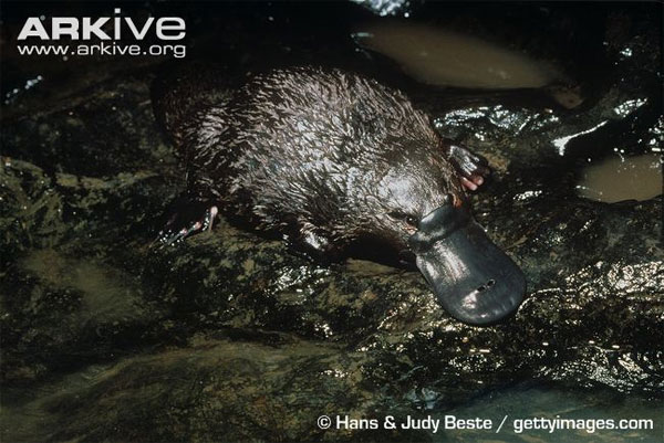 Picture 3 of Animals with tails of beaver, oversized ducklings and poisonous seal legs