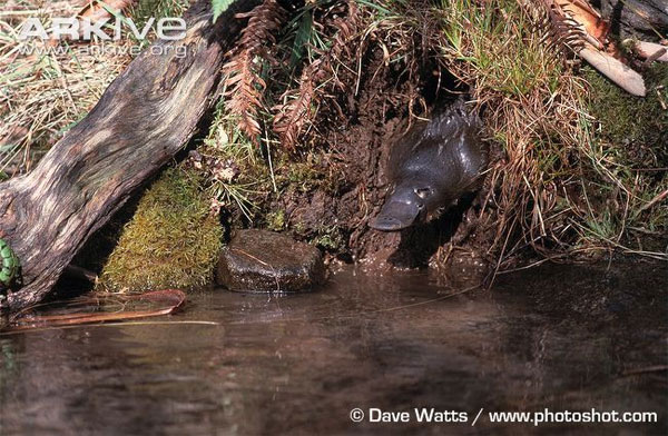 Picture 4 of Animals with tails of beaver, oversized ducklings and poisonous seal legs