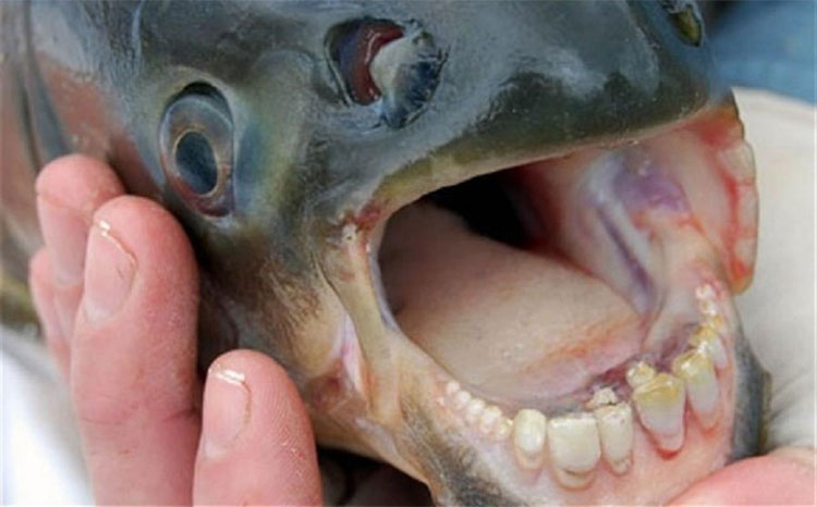 Picture 3 of Animals with the most frightening mouth