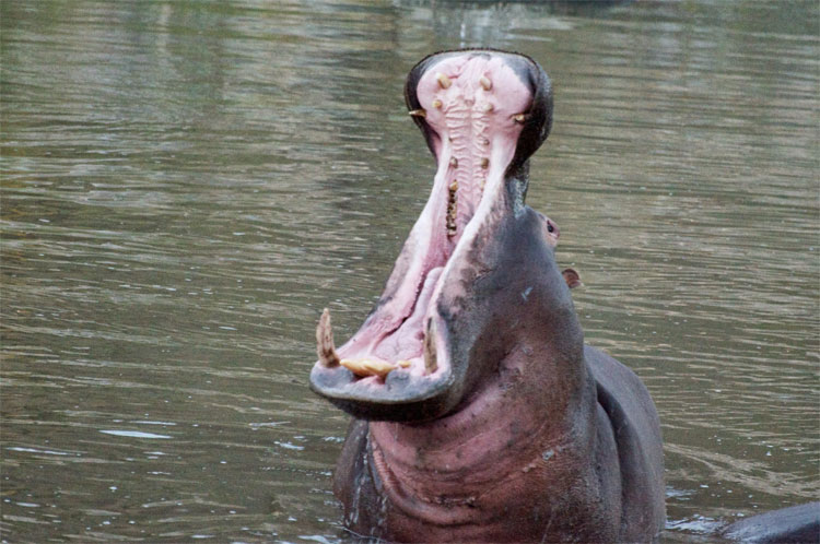 Picture 4 of Animals with the most frightening mouth