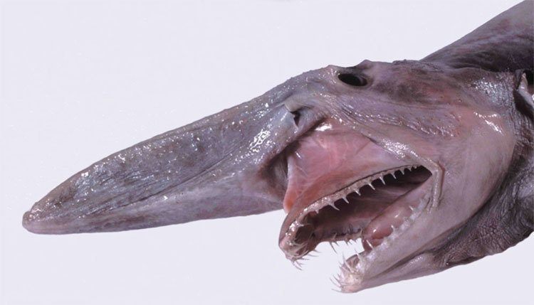 Picture 5 of Animals with the most frightening mouth