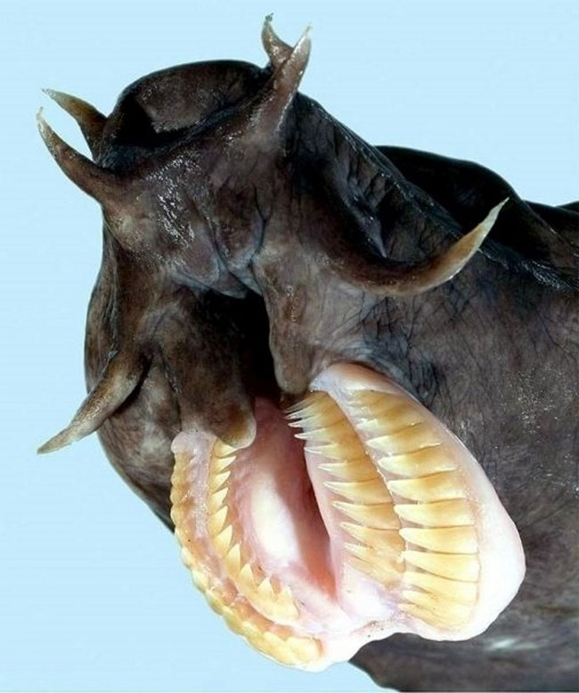 Picture 6 of Animals with the most frightening mouth