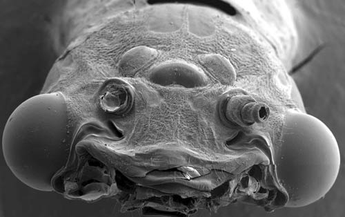Picture 2 of Animals with the ugliest faces
