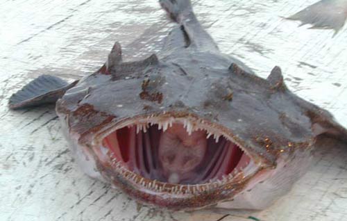 Picture 3 of Animals with the ugliest faces