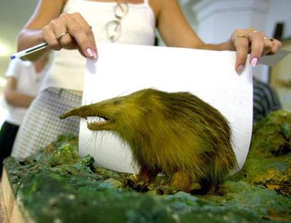Picture 5 of Animals with the ugliest faces