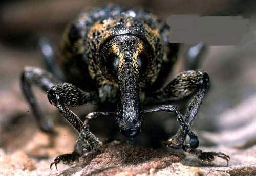 Picture 6 of Animals with the ugliest faces