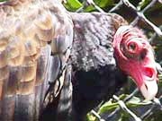 Picture 7 of Animals with the ugliest faces