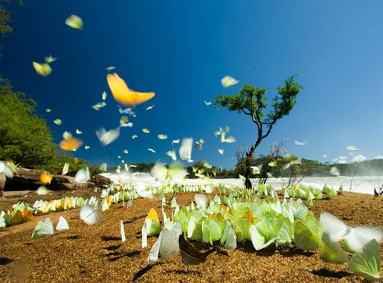 Animate life around the Earth images 1