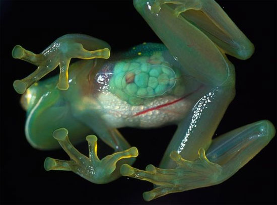 Animate life around the Earth images 3