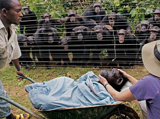 Animate life around the Earth images 6