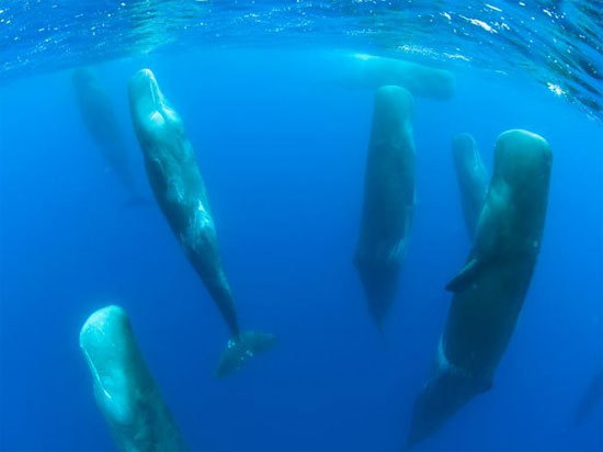 Animate life around the Earth images 7