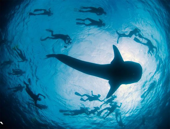 Animate life around the Earth images 8