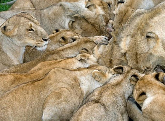 Animate life around the Earth images 9