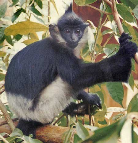 Picture 10 of Announced 25 most endangered primates in the world