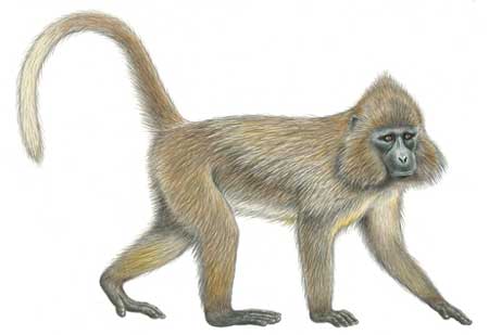 Picture 12 of Announced 25 most endangered primates in the world