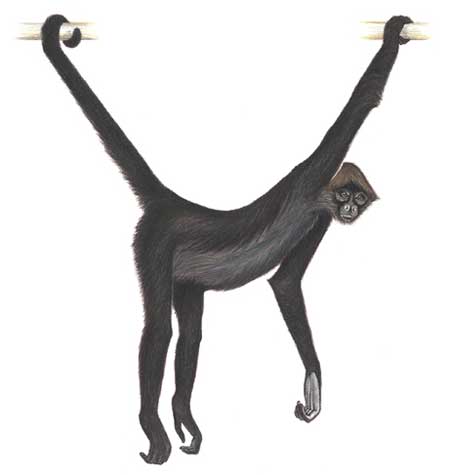 Picture 13 of Announced 25 most endangered primates in the world