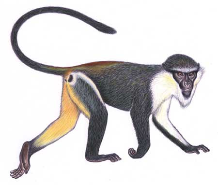 Picture 14 of Announced 25 most endangered primates in the world